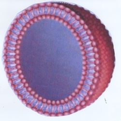 Benefits of Phosphatidyl Choline Depend on Liposomal Structure